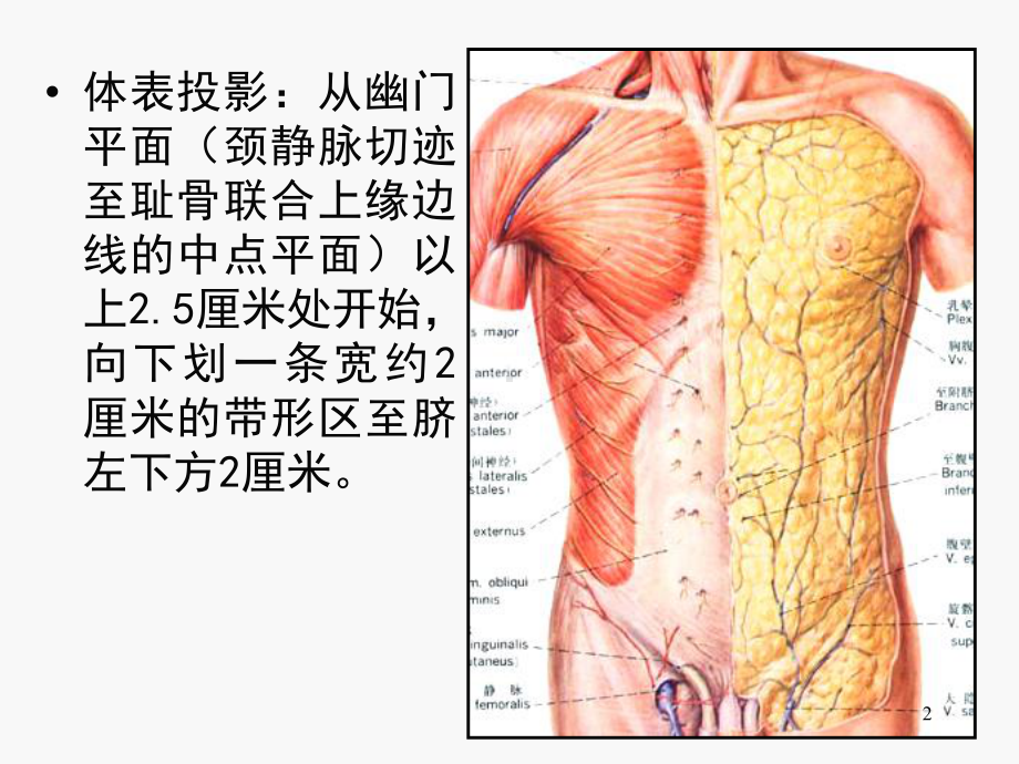 腹部血管PPT课件.ppt_第2页