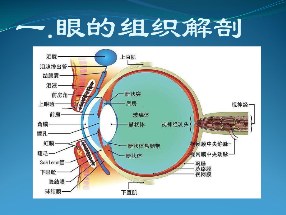 眼部解剖及酸碱烧伤课件.pptx_第2页