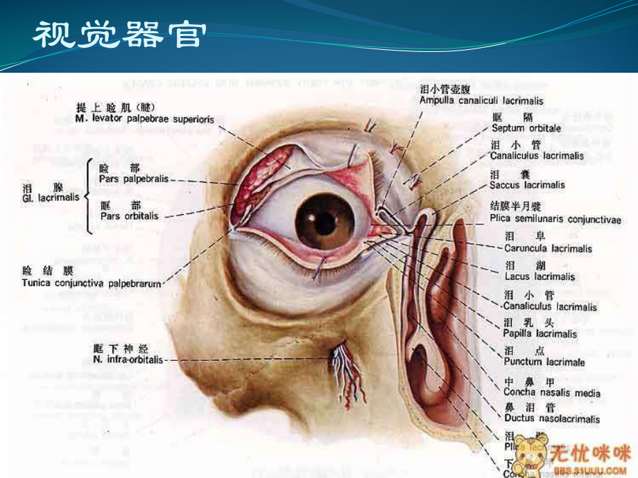 眼部解剖及酸碱烧伤课件.pptx_第3页