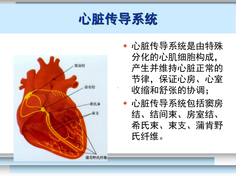 快速心律失常的药物治疗课件.ppt_第3页