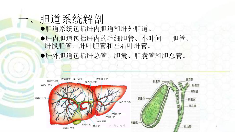 胆道系统超声诊断课件.ppt_第2页