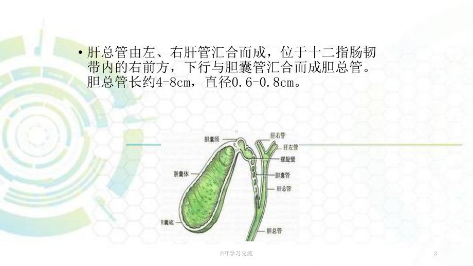 胆道系统超声诊断课件.ppt_第3页