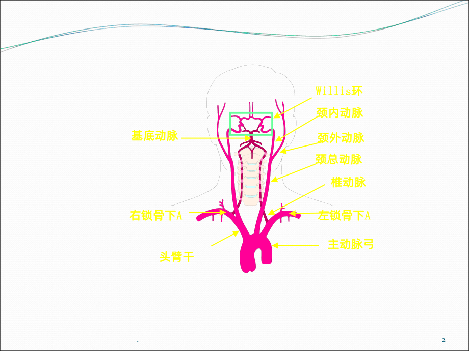 头颈部动脉解剖PPT课件.ppt_第2页