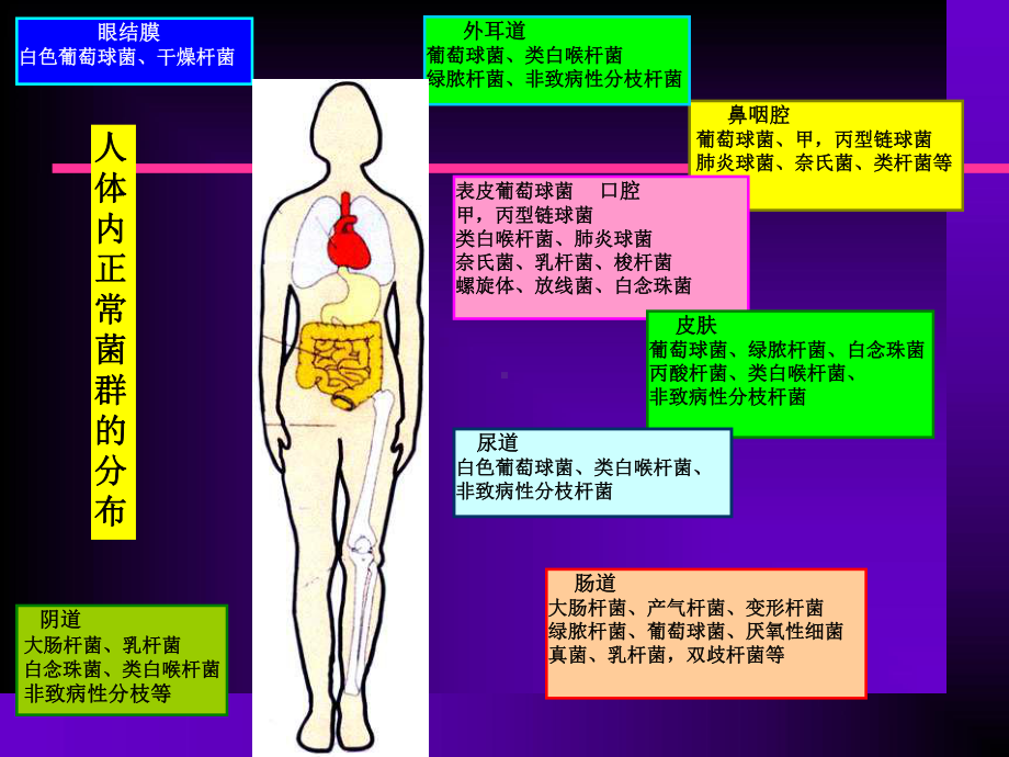 细菌的感染和免疫详解课件.ppt_第3页