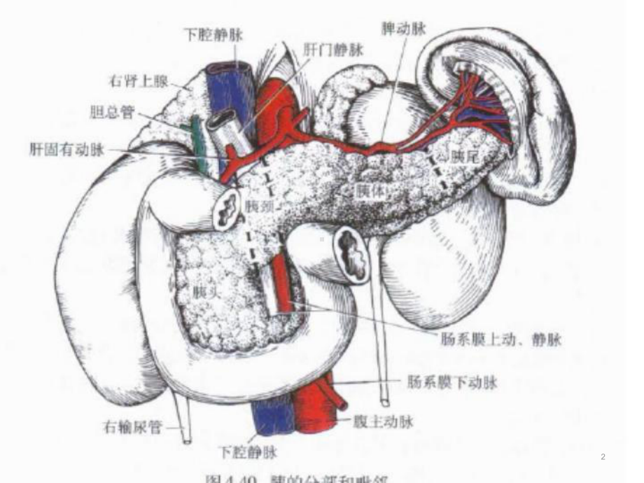 胰腺疾病ppt课件.ppt_第2页