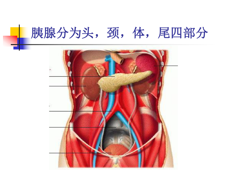 胰腺疾病的超声诊断PPT课件.ppt_第3页