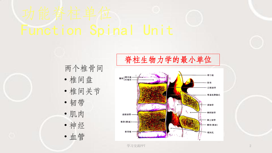 腰椎不稳的诊断与治疗ppt课件.ppt_第2页