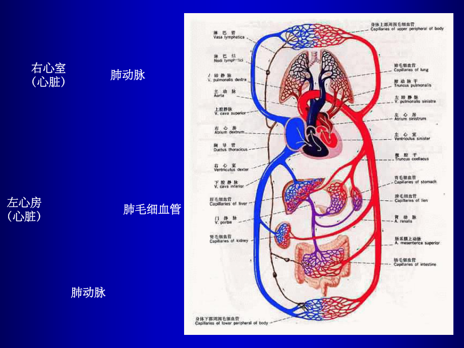 肺动脉高压最新版ppt课件.ppt_第2页