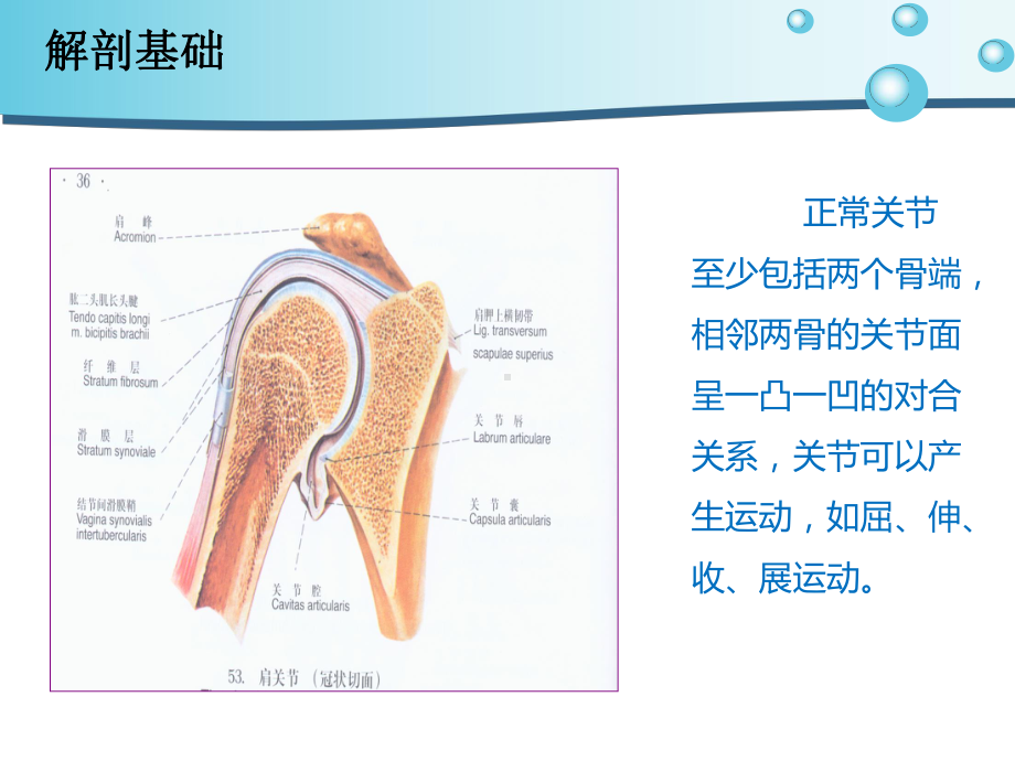 肩关节脱位病人的护理课件.ppt_第2页