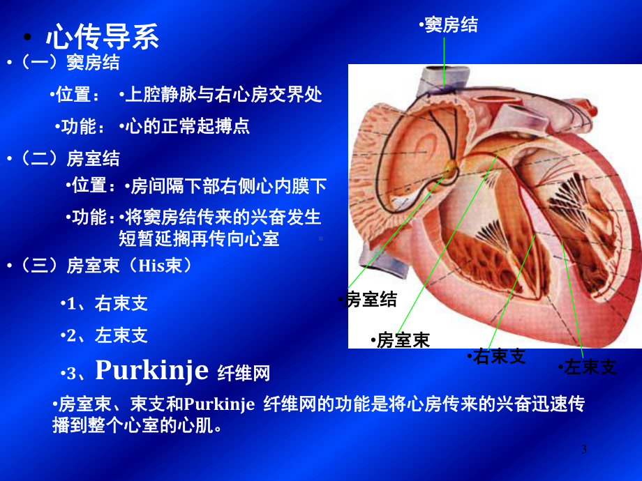 常见心律失常的诊断与治疗PPT课件.ppt_第3页