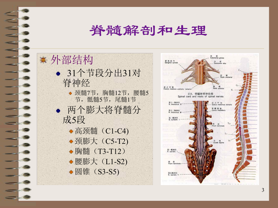 急性脊髓炎脊髓疾病PPT课件.ppt_第3页