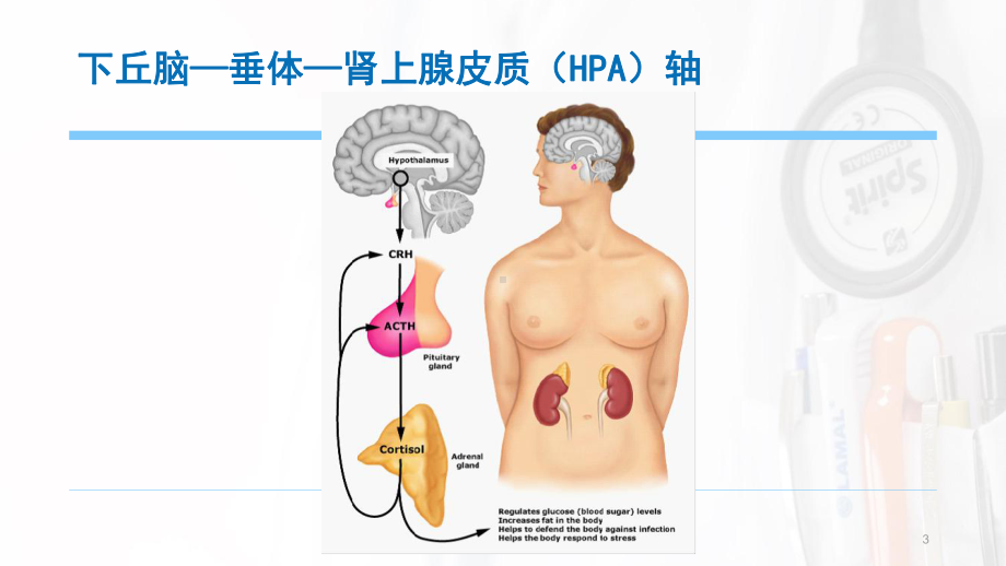 高血压五项指标ppt课件.pptx_第3页