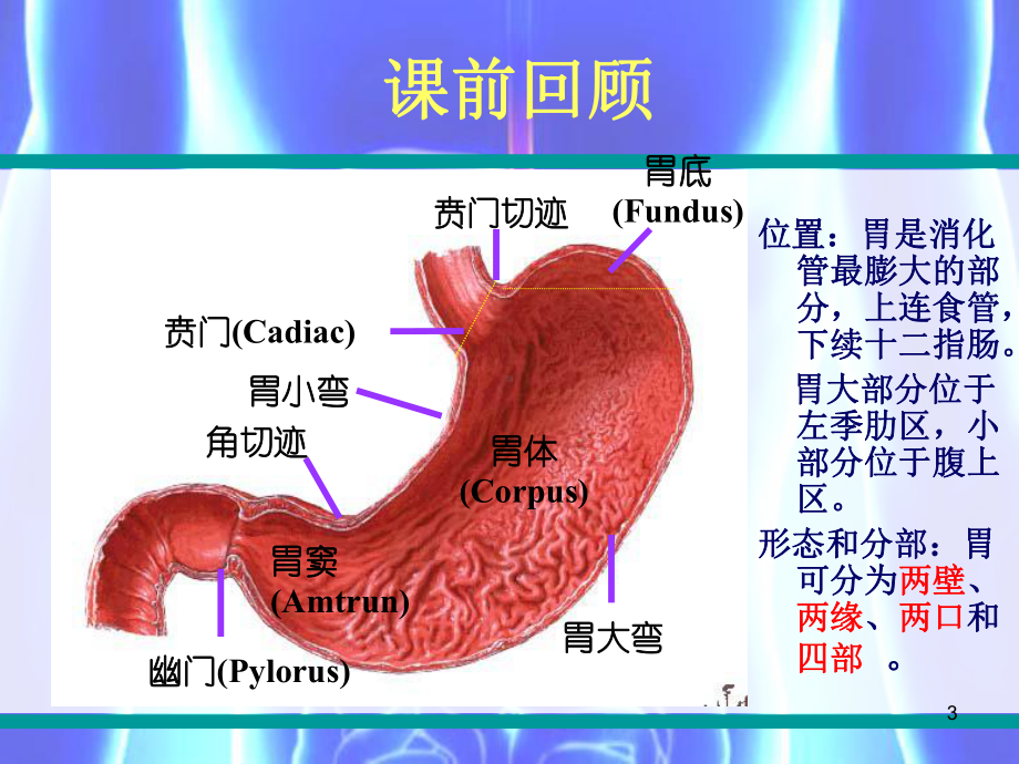 慢性胃炎病人的护理PPT课件.ppt_第3页