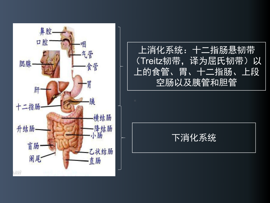 消化道出血护理查房课件.pptx_第3页