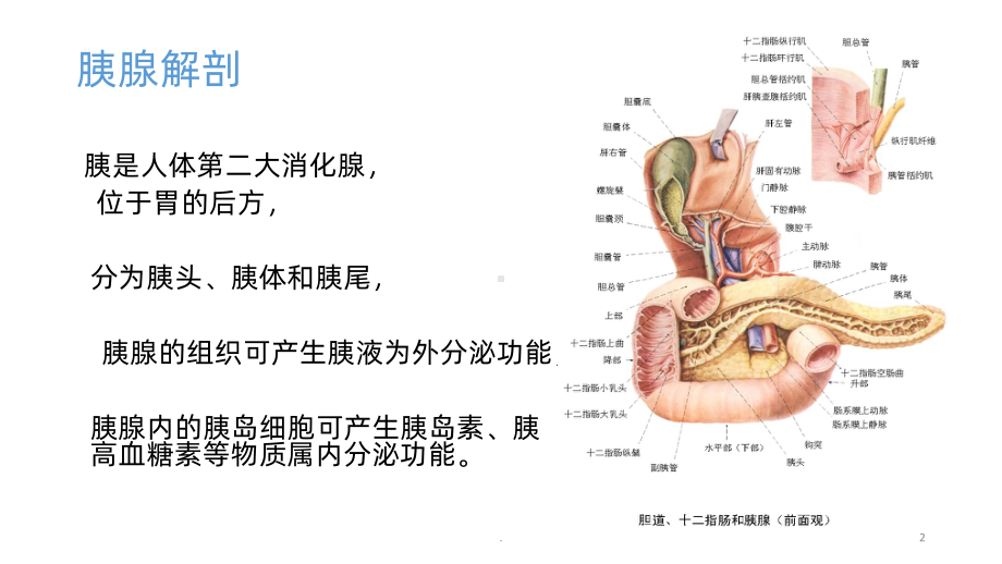 急性胰腺炎小讲座PPT课件.pptx_第2页