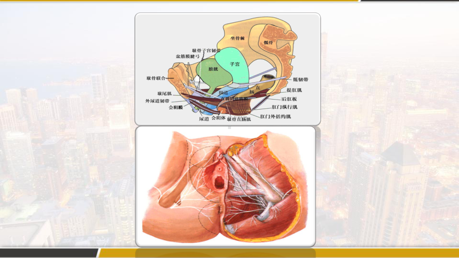 女性盆底康复-PPT课件.pptx_第2页