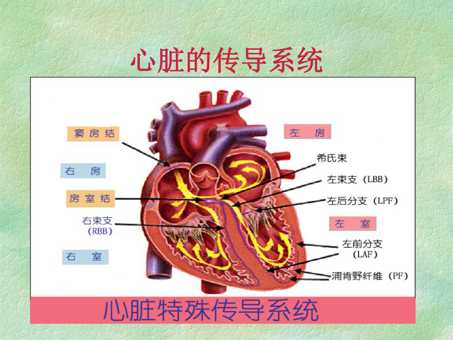 常见异常心电图识别1课件.ppt_第3页