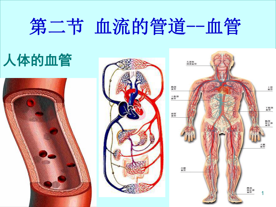 血流的管道-血管课件.ppt_第1页