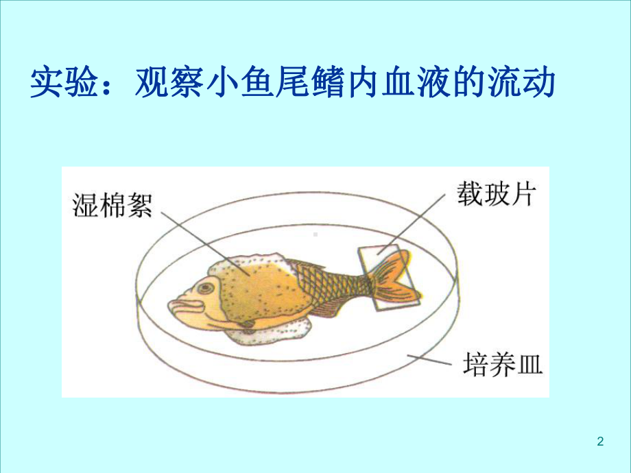 血流的管道-血管课件.ppt_第2页