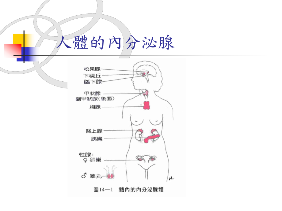 [精品]生殖内分泌学课件.ppt_第3页