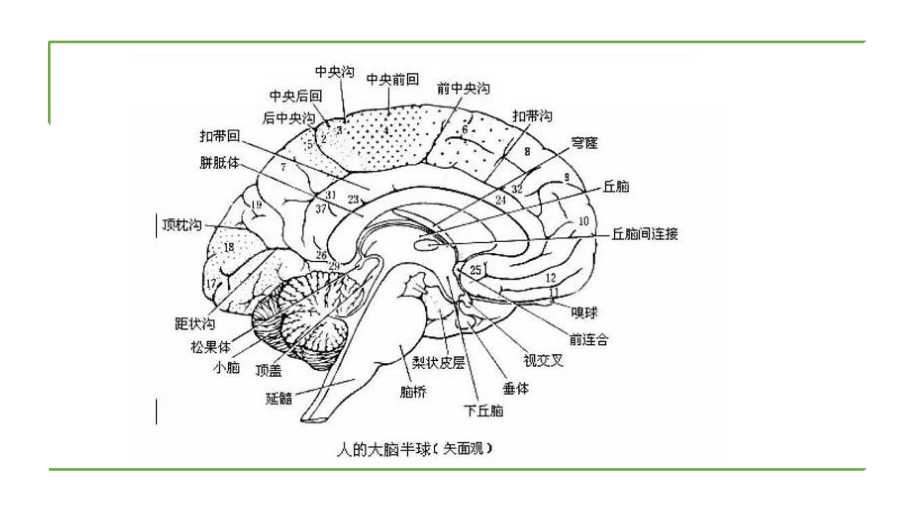 胼胝体的病变你会诊断嘛？课件.pptx_第3页