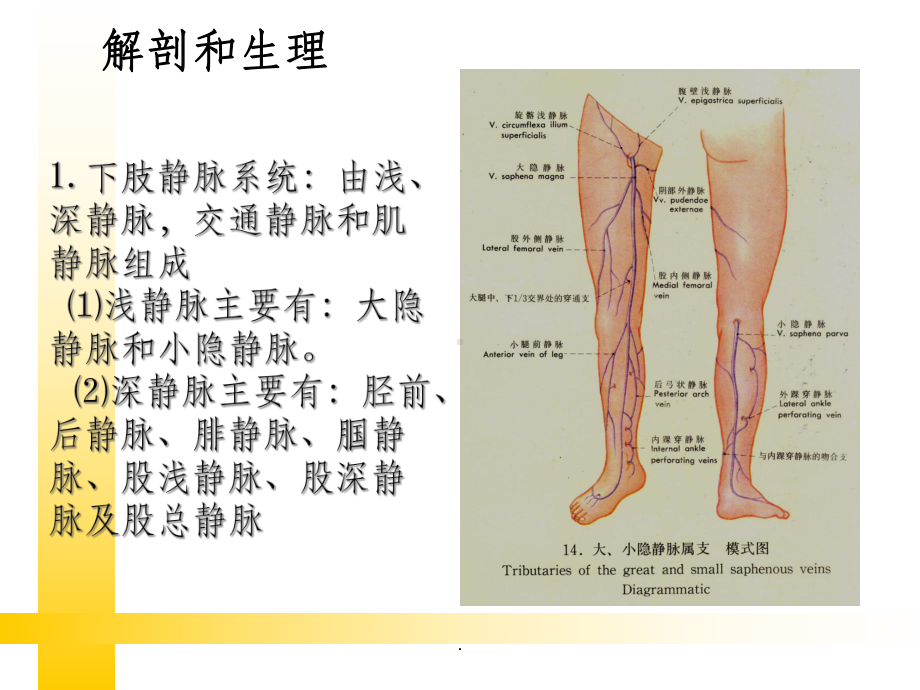 下肢静脉曲张病人的护理课件.ppt_第3页