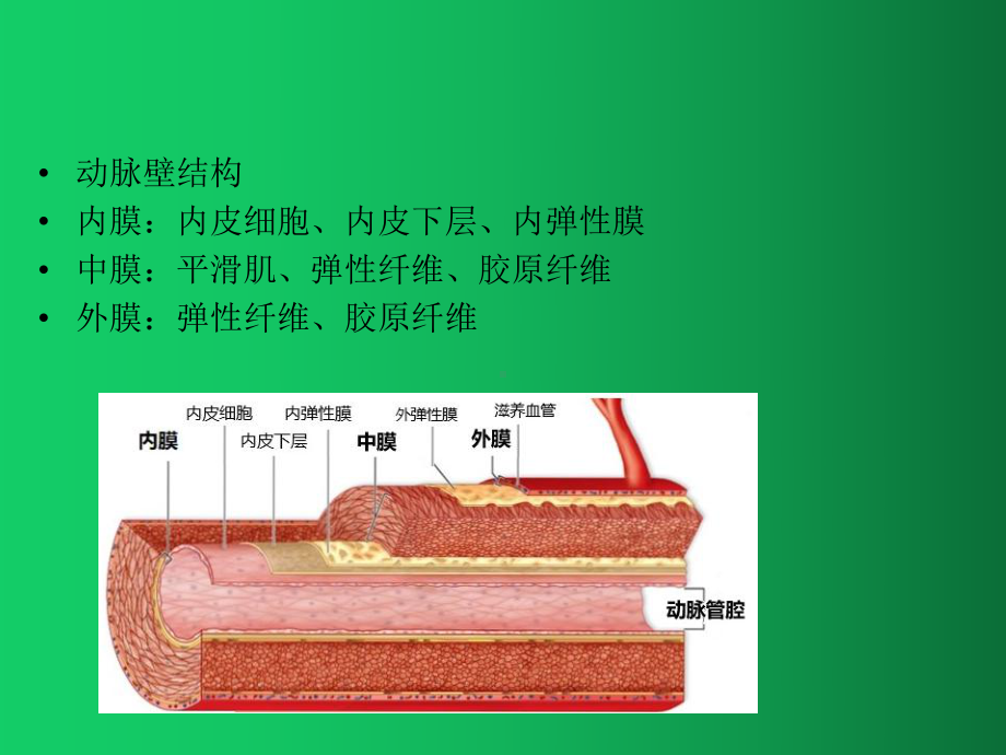 颈动脉斑块的病理表现课件.ppt_第3页