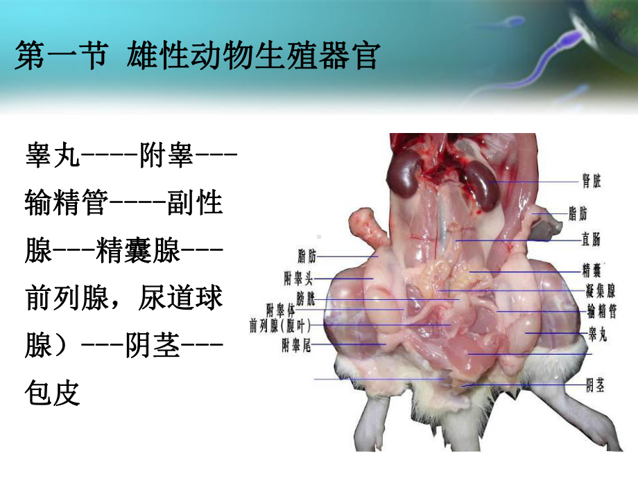 动物的生殖器官功能解剖课件.ppt_第3页