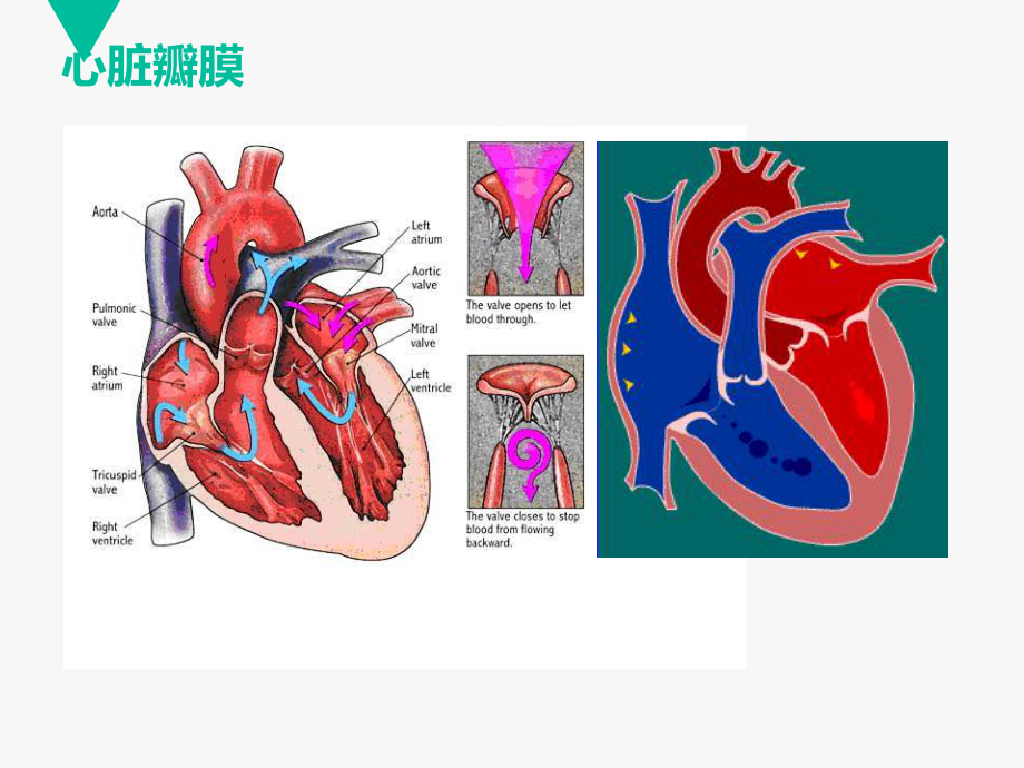 （护理查房）心脏瓣膜病-ppt课件.ppt_第2页