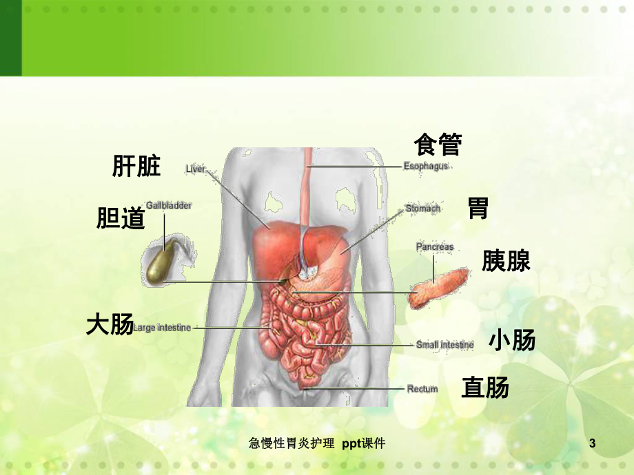 急慢性胃炎护理-ppt课件.ppt_第3页