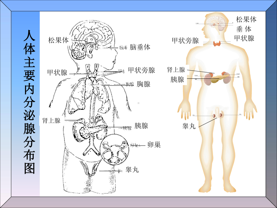 人体解剖学-内分泌系统课件.ppt_第3页