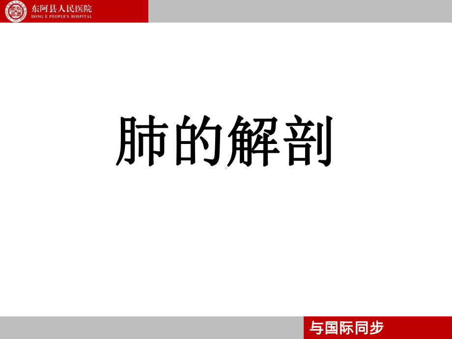 支气管镜下肺脏的分段课件.ppt_第1页