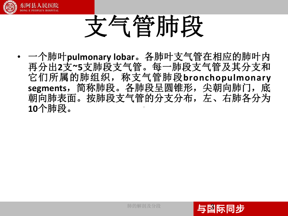 支气管镜下肺脏的分段课件.ppt_第3页