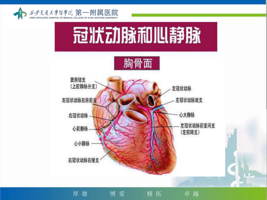 冠脉介入治疗围手术期的护理课件.ppt_第3页