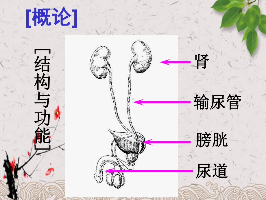 泌尿系统疾病概念和分类课件.ppt_第2页