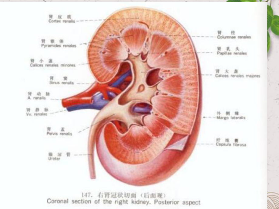 泌尿系统疾病概念和分类课件.ppt_第3页