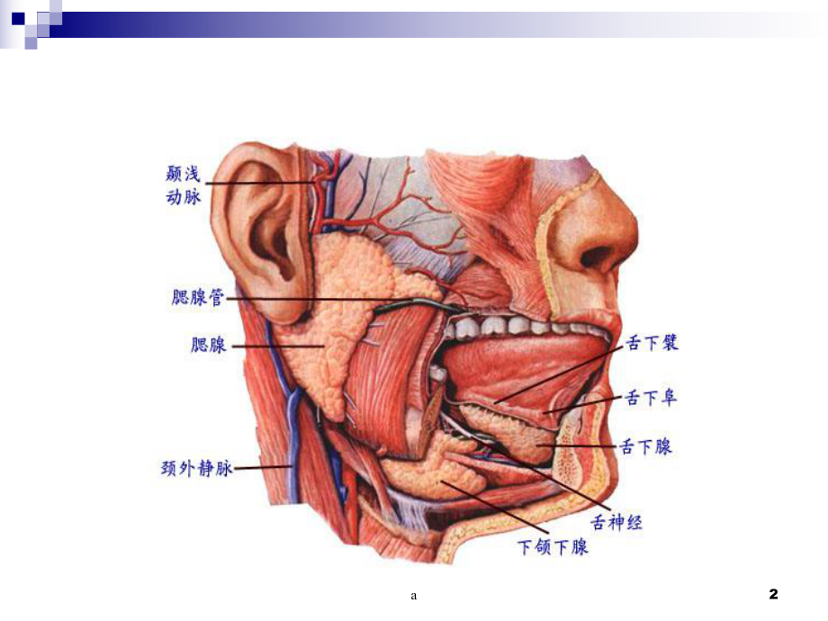 腮腺良性肿瘤(终稿)课件.ppt_第2页