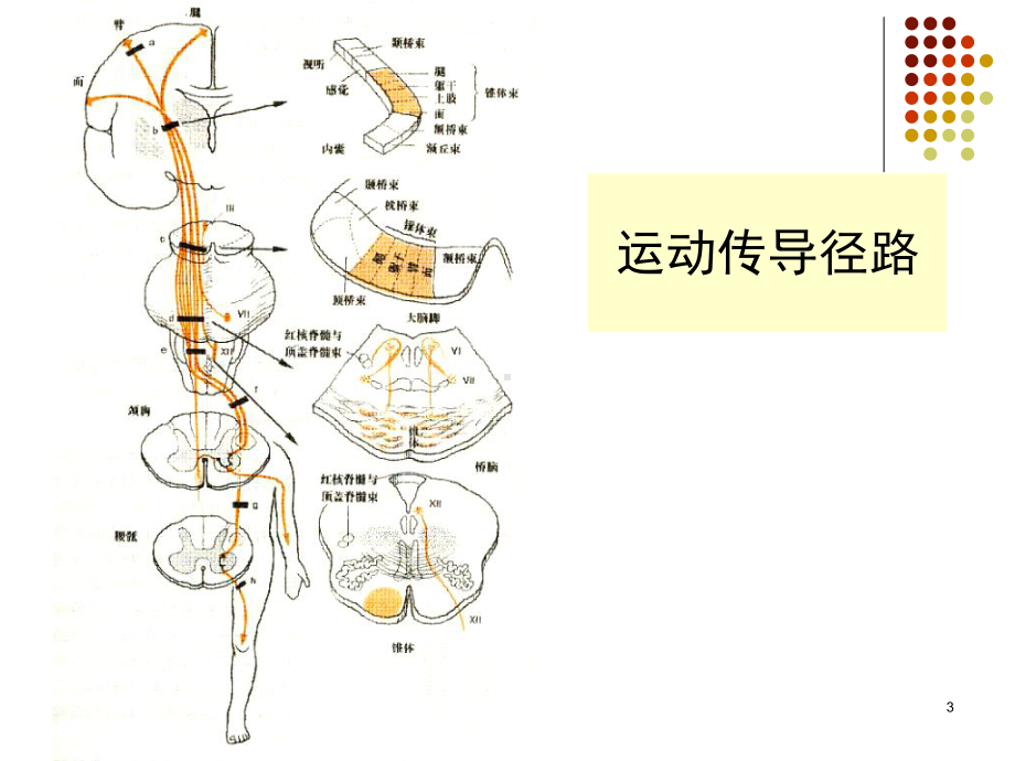 第十一节瘫痪51页PPT课件.ppt_第3页