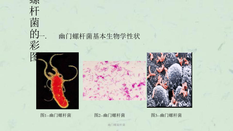 幽门螺旋杆菌课件.ppt_第3页