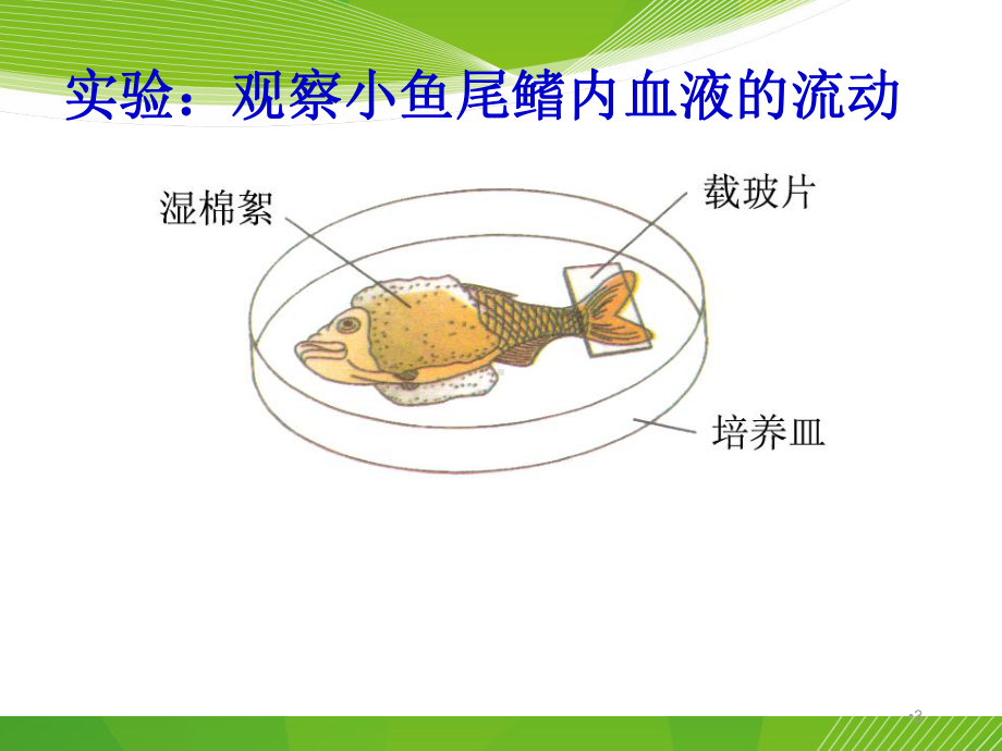 第二节-流动的管道-血管课件.ppt_第3页