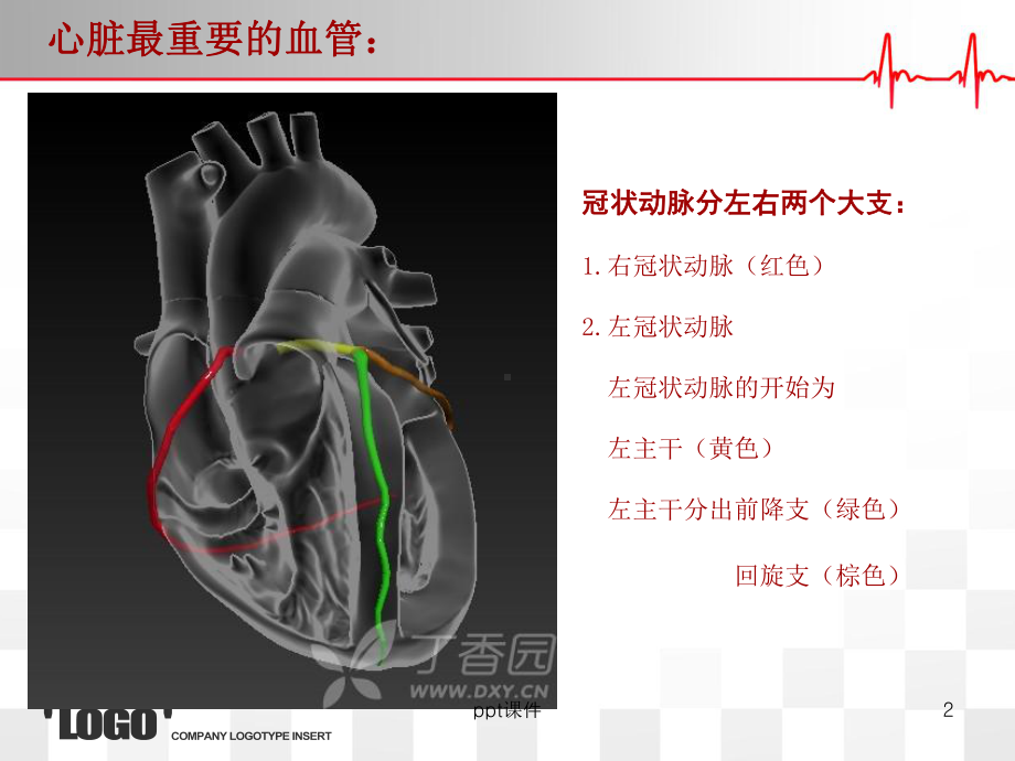 心脏的血管解剖-ppt课件.ppt_第2页