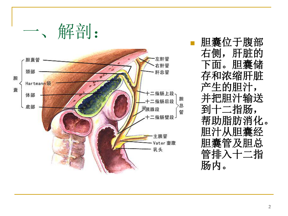 胆囊切除术-胆总管切开取石术ppt课件.ppt_第2页