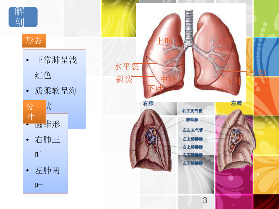 胸腔镜肺楔形切除术-ppt课件.ppt_第3页