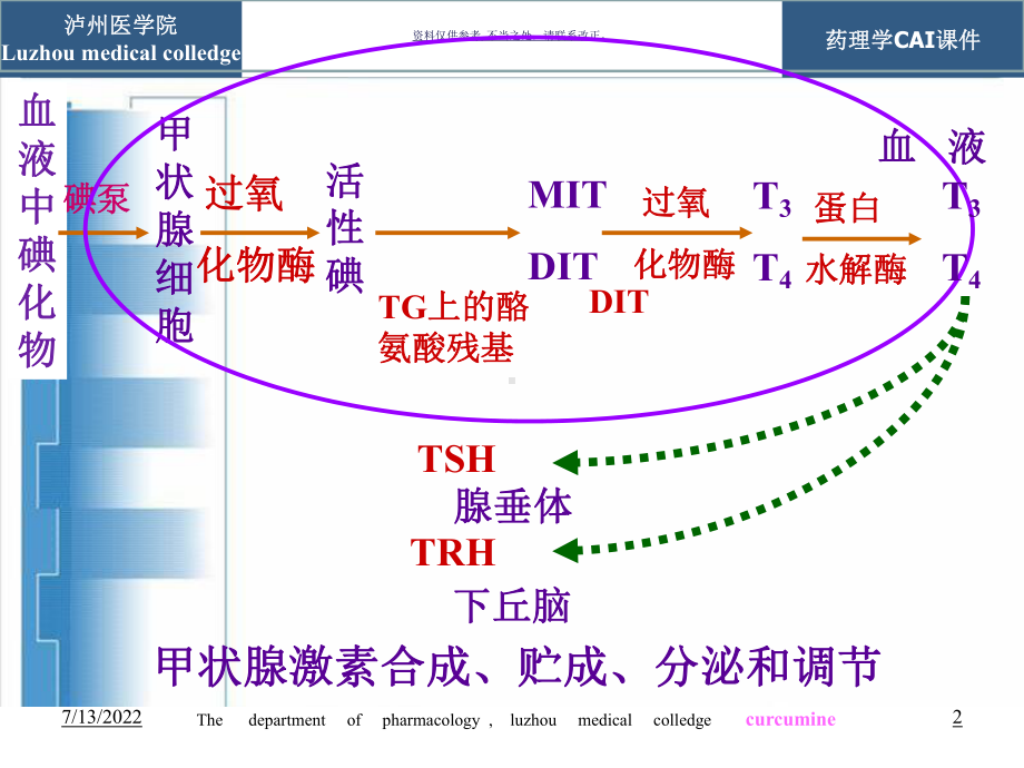 甲状腺激素类药和抗甲状腺药课件.ppt_第2页