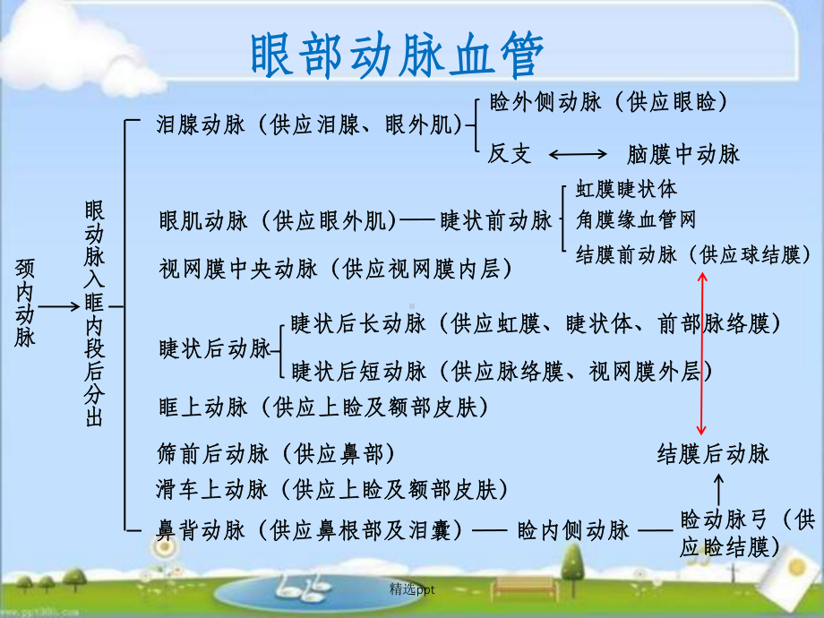 眼部动脉解剖ppt课件.ppt_第2页