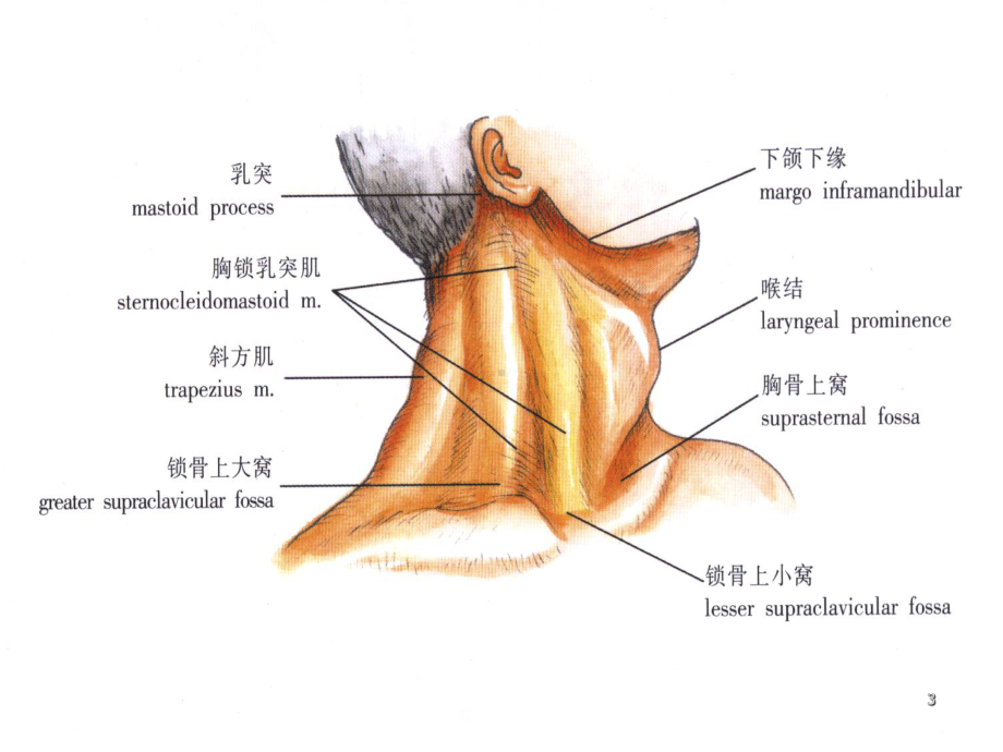 头颈部肿瘤的诊断和治疗PPT课件.ppt_第3页