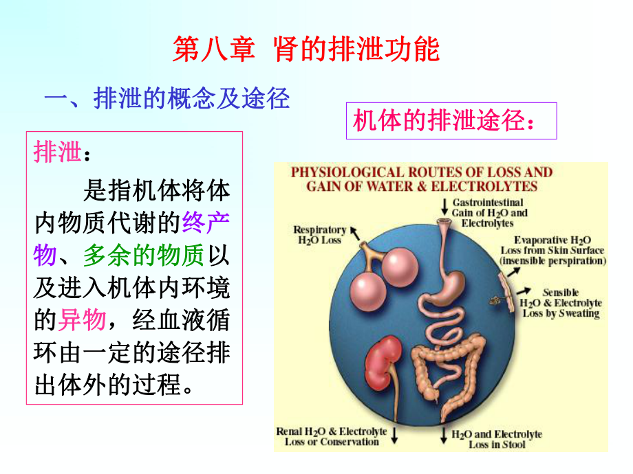 肾小球的滤过是指血液流经肾小球毛细血管时课件.ppt_第1页