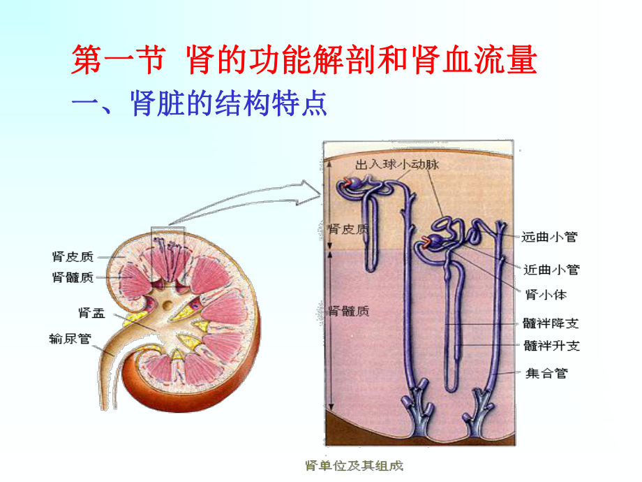 肾小球的滤过是指血液流经肾小球毛细血管时课件.ppt_第3页