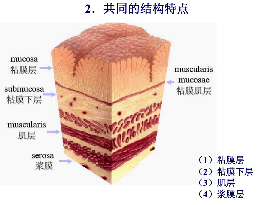 《病理学》消化系统疾病-ppt课件.ppt_第3页