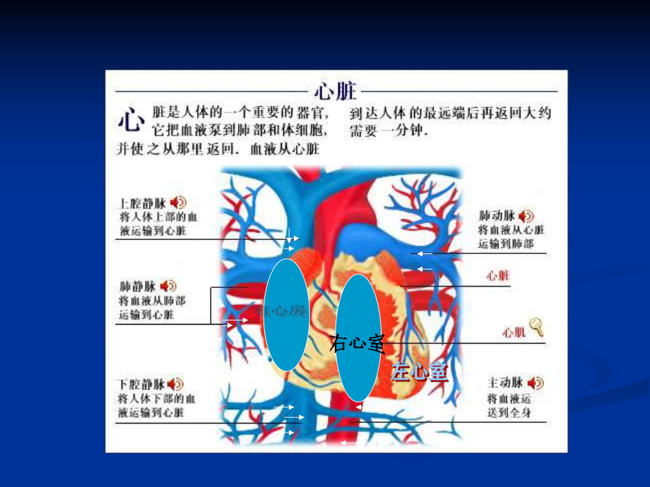 心力衰竭课件(同名150).ppt_第2页